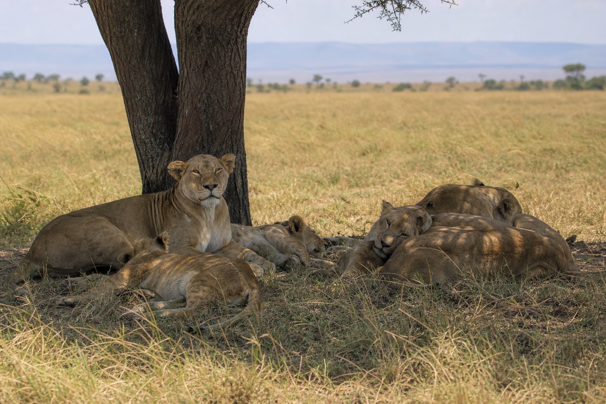 A lion pride resting beneath an acacia tree